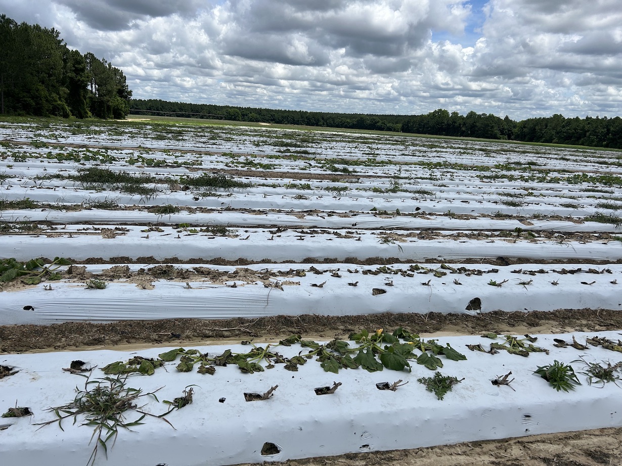 Field view of Phytophthora capsici-infected squash plants